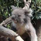 Koala auf Kangaroo Island