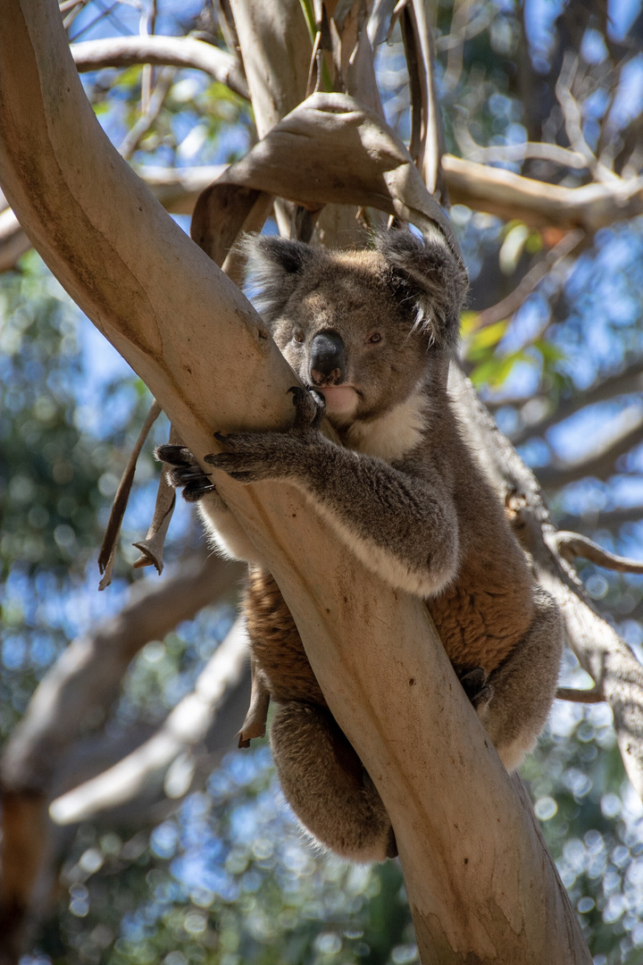 Koala auf Kangaroo Island