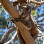 Koala auf Kangaroo Island