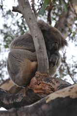 Koala auf Kangaroo Island