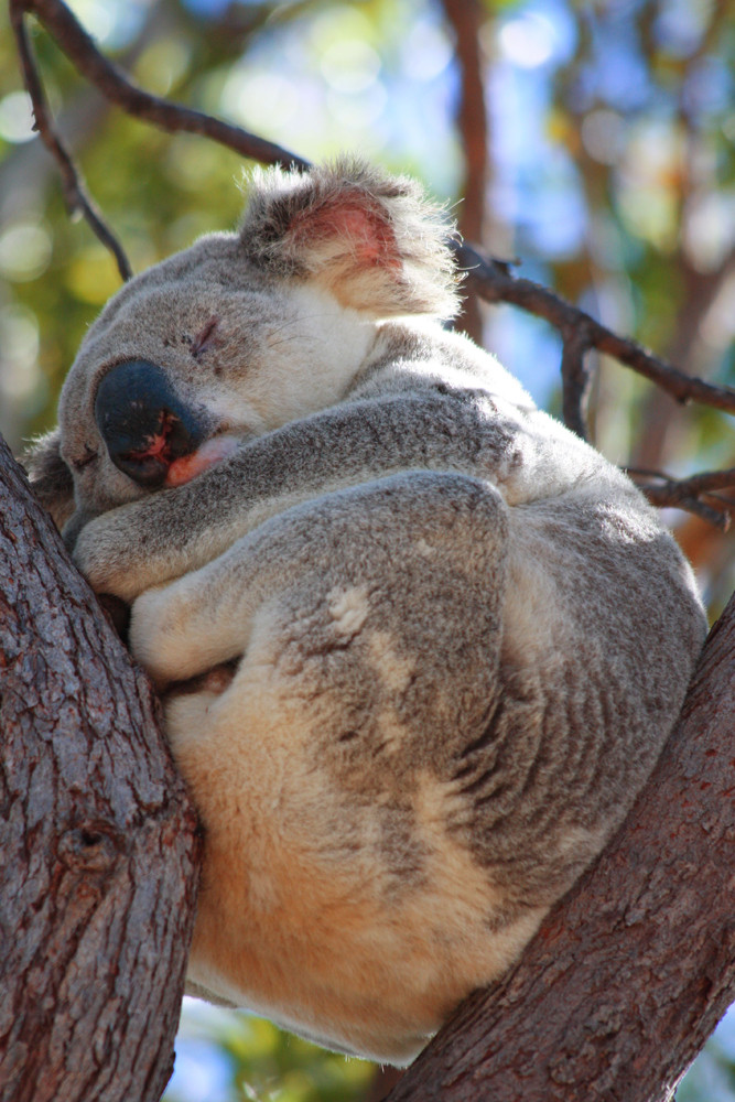 Koala auf Magnetic Island