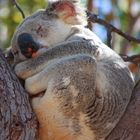 Koala auf Magnetic Island