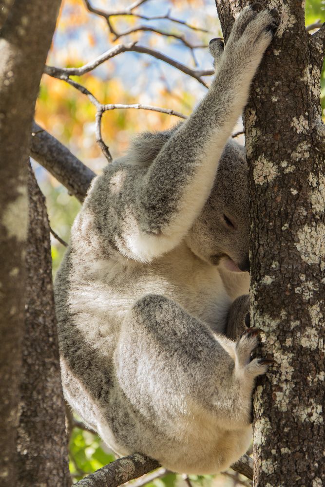 Koala auf Magnetic Island