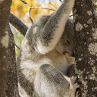 Koala auf Magnetic Island