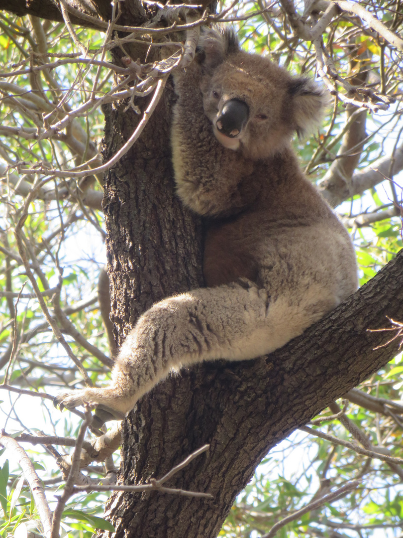 Koala auf seinem Lieblingsbaum