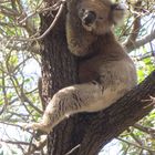 Koala auf seinem Lieblingsbaum