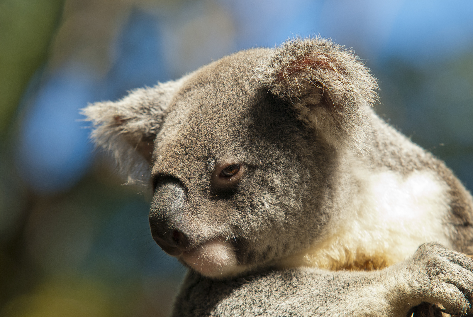 Koala "Auge in Auge"