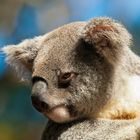 Koala "Auge in Auge"