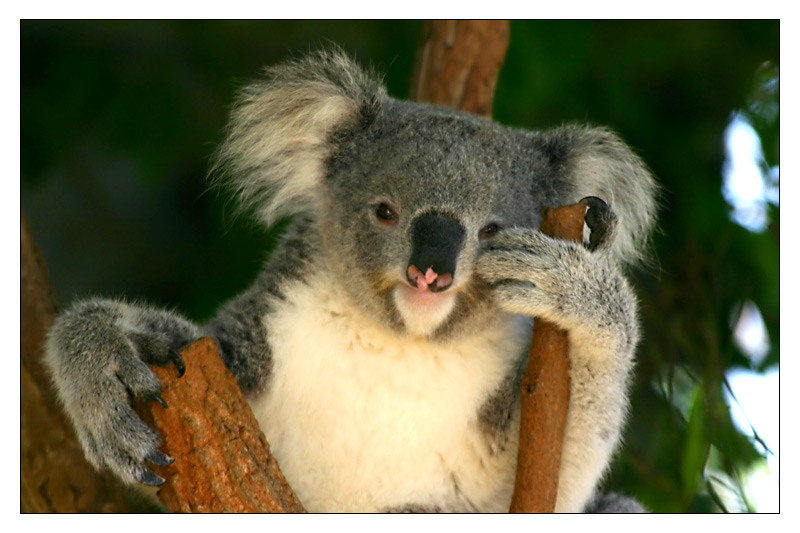 Koala aus dem Taronga Zoo in Sydney