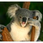 Koala aus dem Taronga Zoo in Sydney