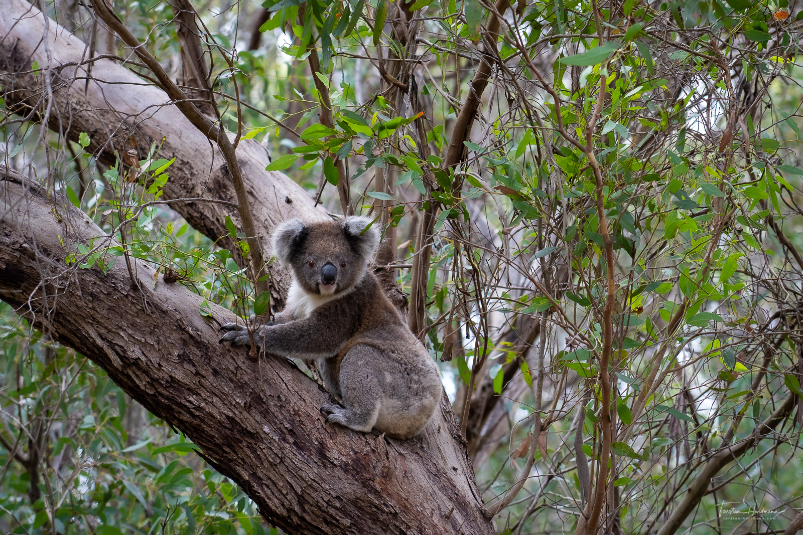 Koala (Australia)