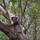 Koala (Australia)