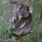 Koala Australien 04-2013