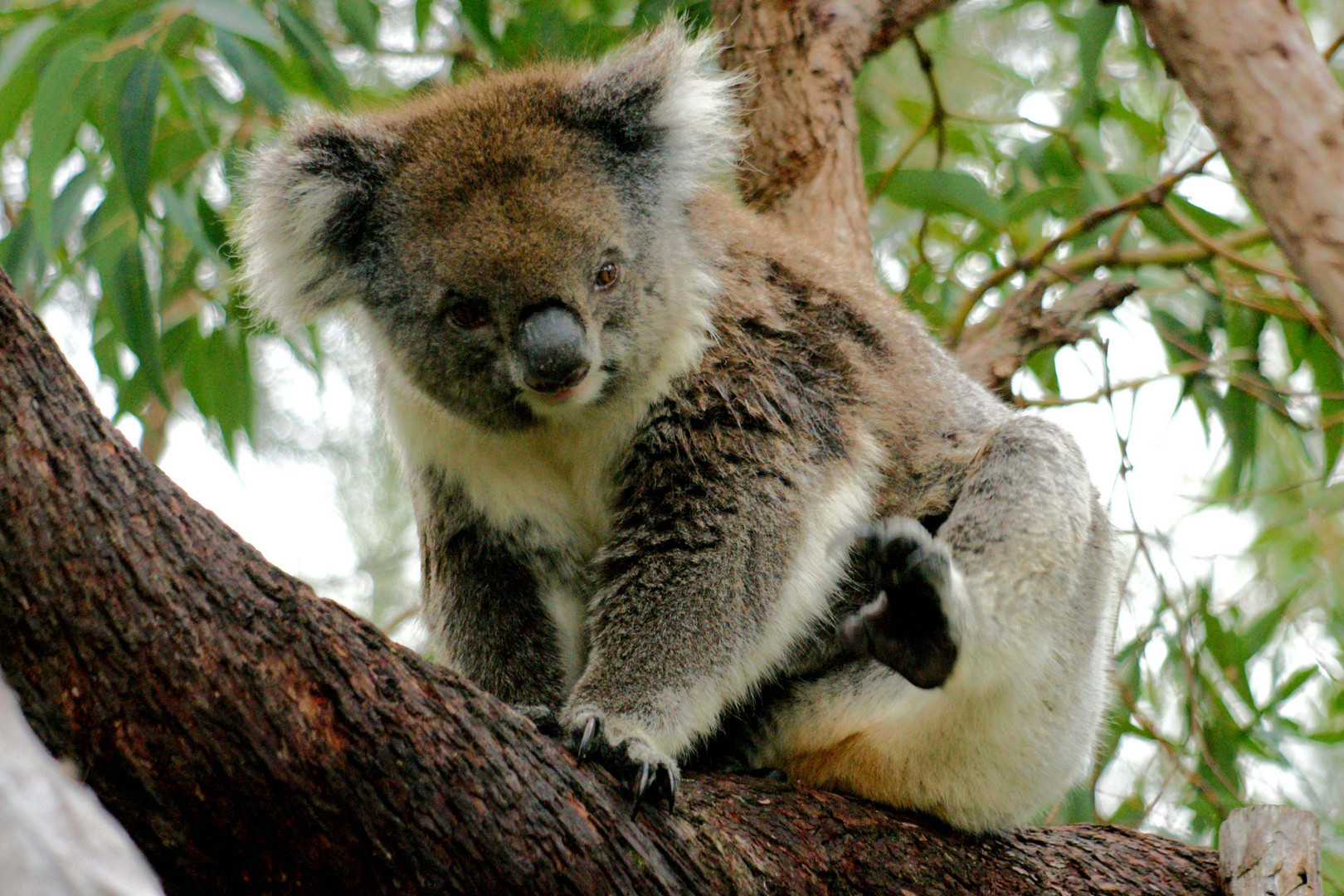 Koala Australien