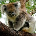 Koala Australien