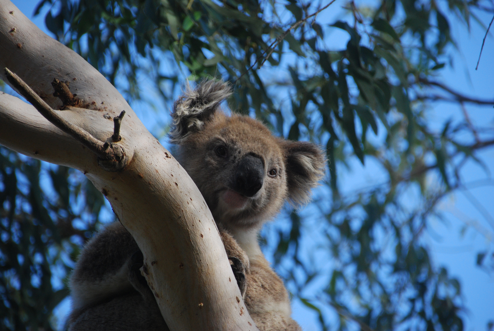 Koala Australien