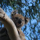 Koala Australien