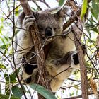 Koala - Australien