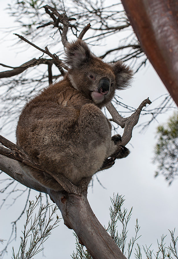 Koala