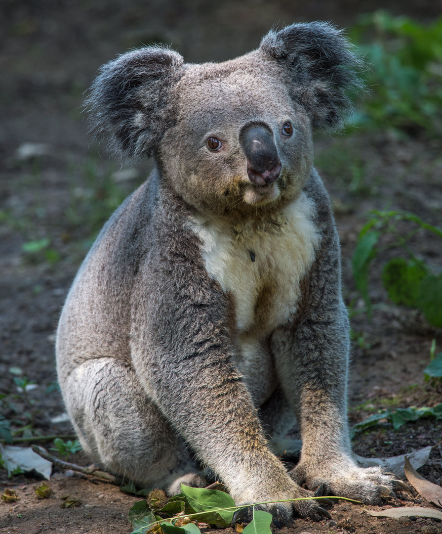 Koala