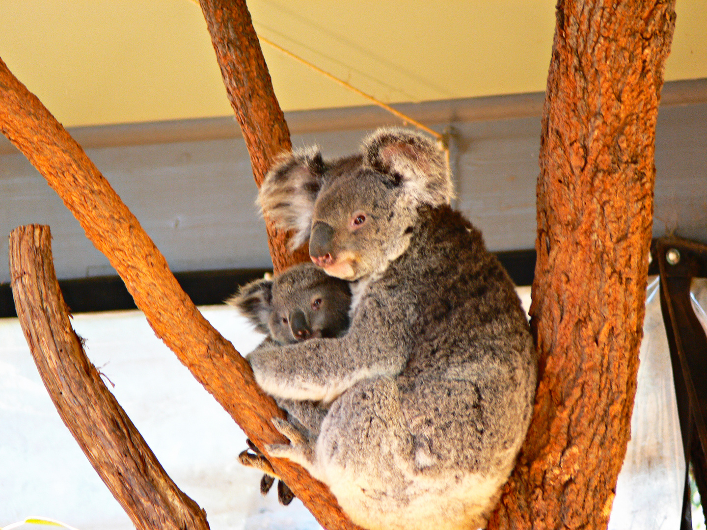 Koala 