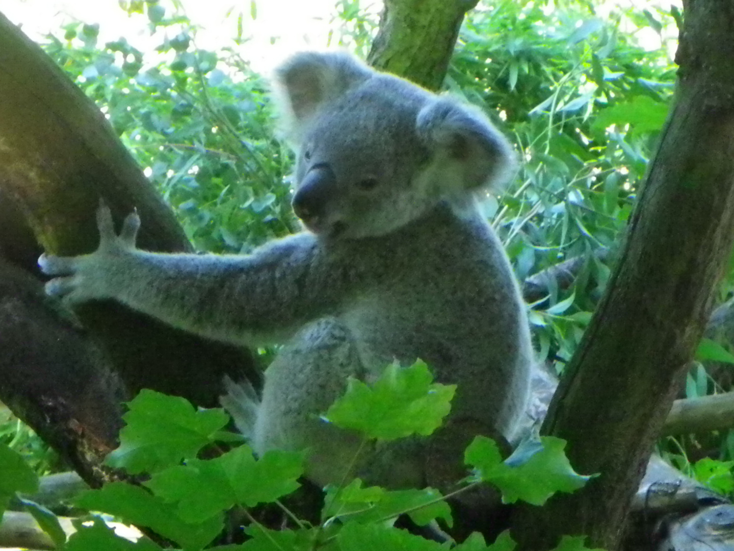 Koala