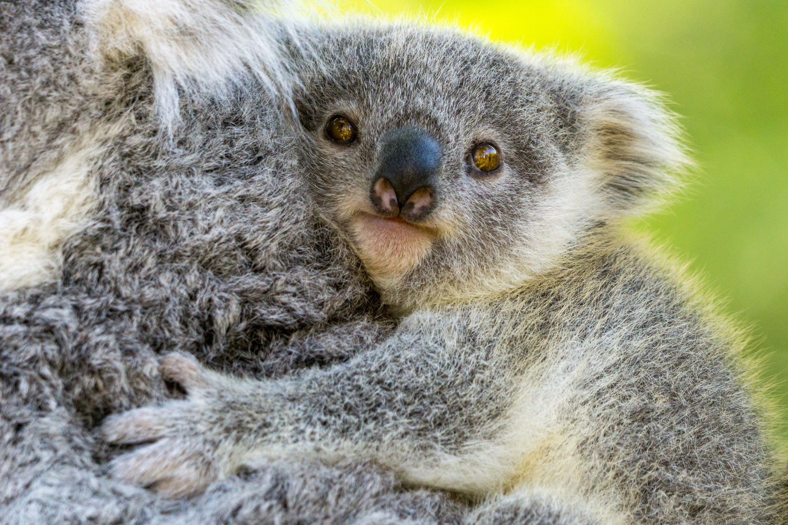 Baby Koala / Baby Koala Elsa at the Australian Reptile Park becomes an : We have an