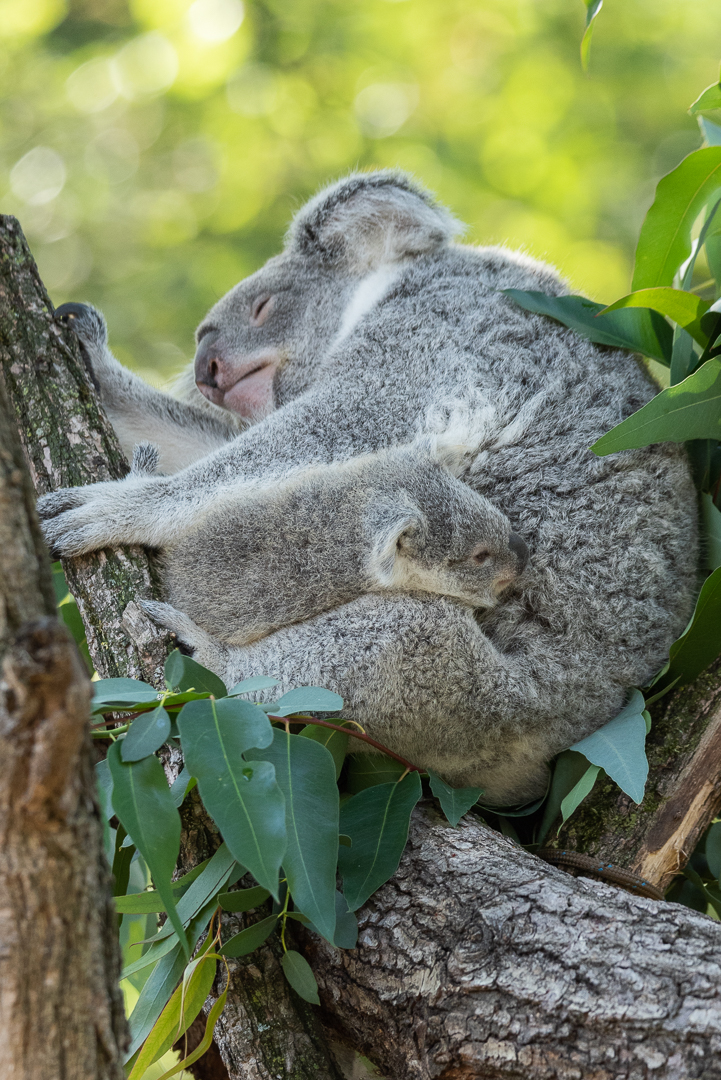 Koala Baby