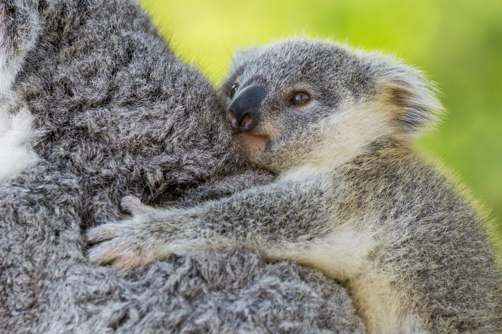 Koala Baby Foto & Bild | tiere, wildlife, säugetiere Bilder auf