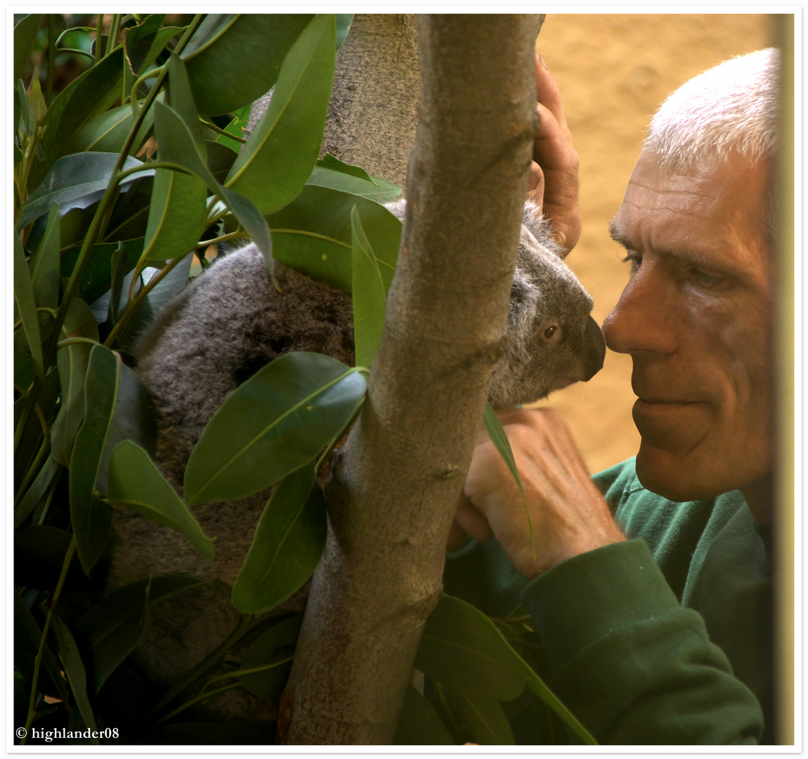 Koala-Baby, das Magnet im Zoo Dresden