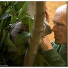 Koala-Baby, das Magnet im Zoo Dresden