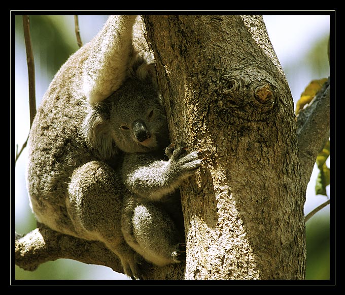 Koala-Baby