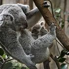 Koala-Baby + Mama