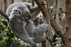 Koala-Baby + Mama