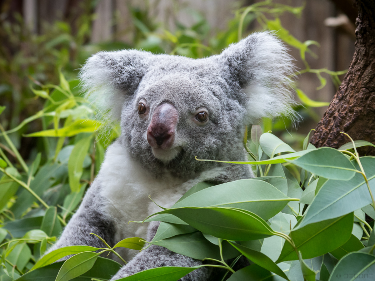 Koala Bär