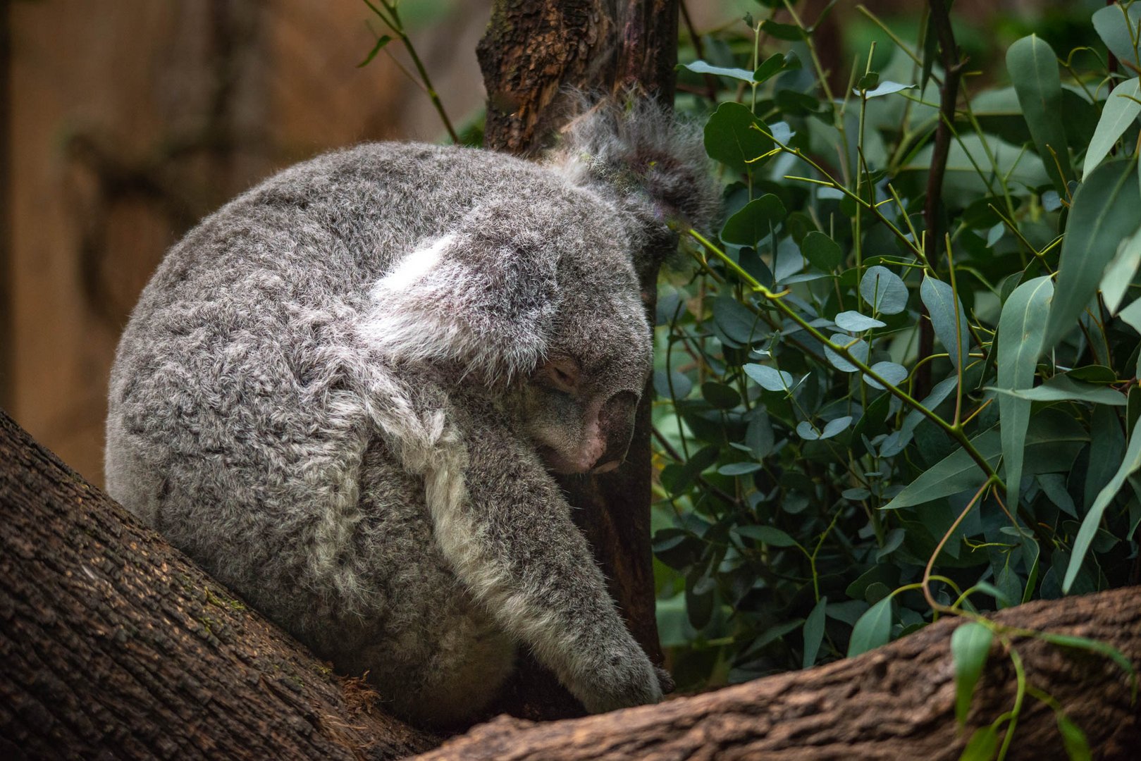 Koala Bär