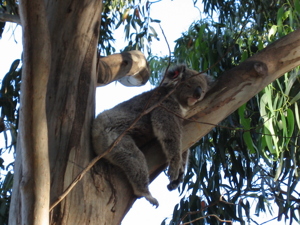 Koala Bär