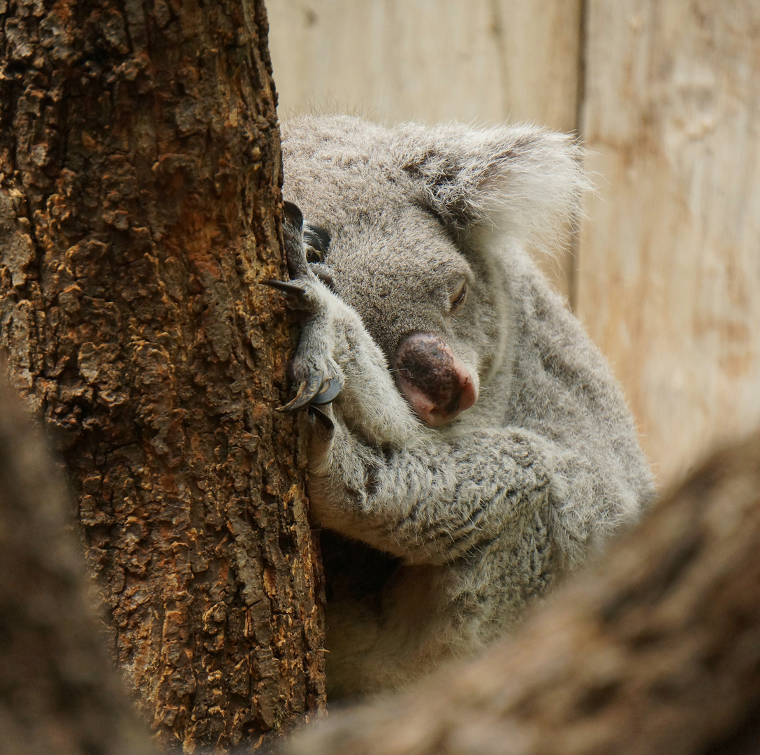 Koala-Bär.