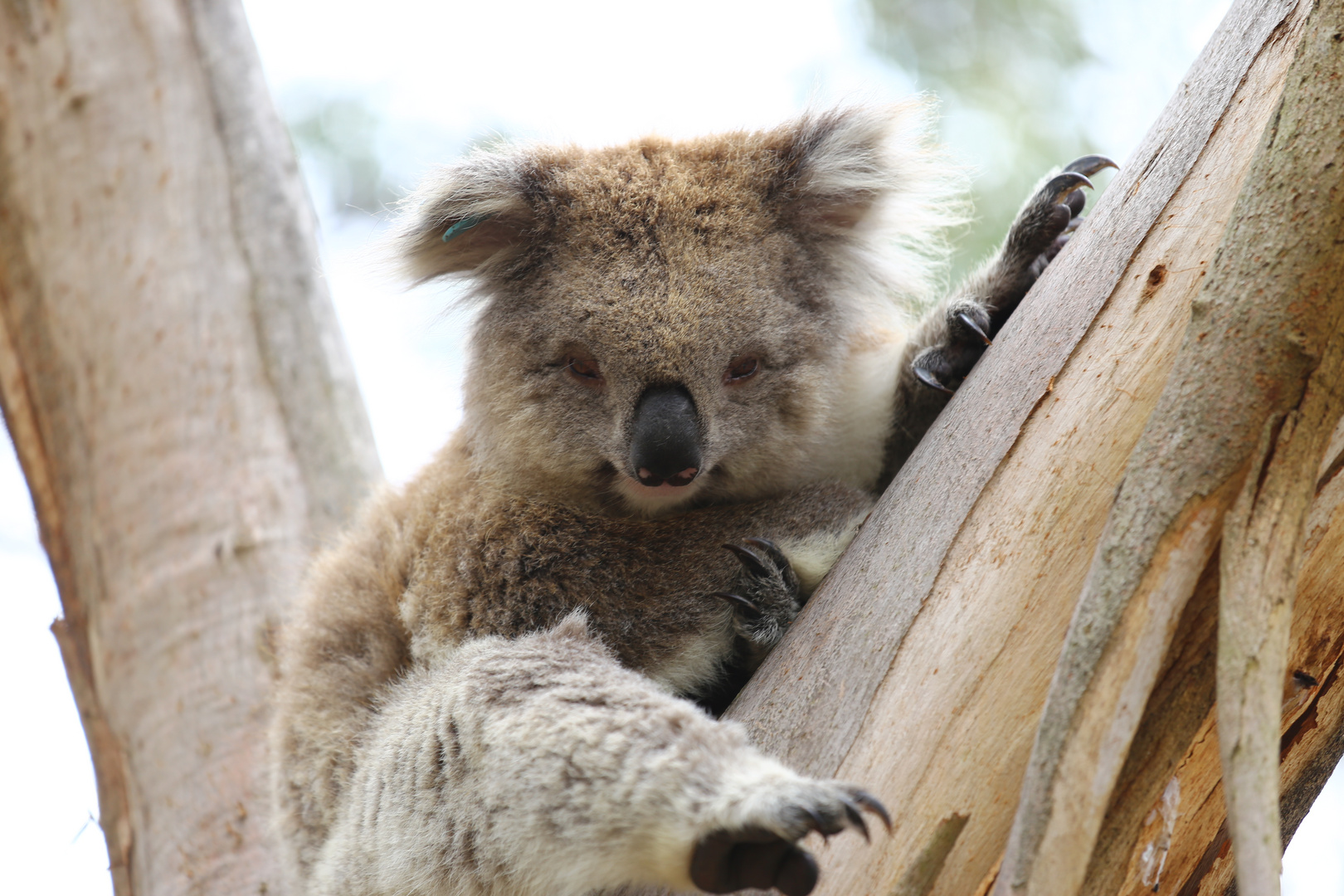 Koala Bär Australien 