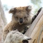 Koala Bär Australien 