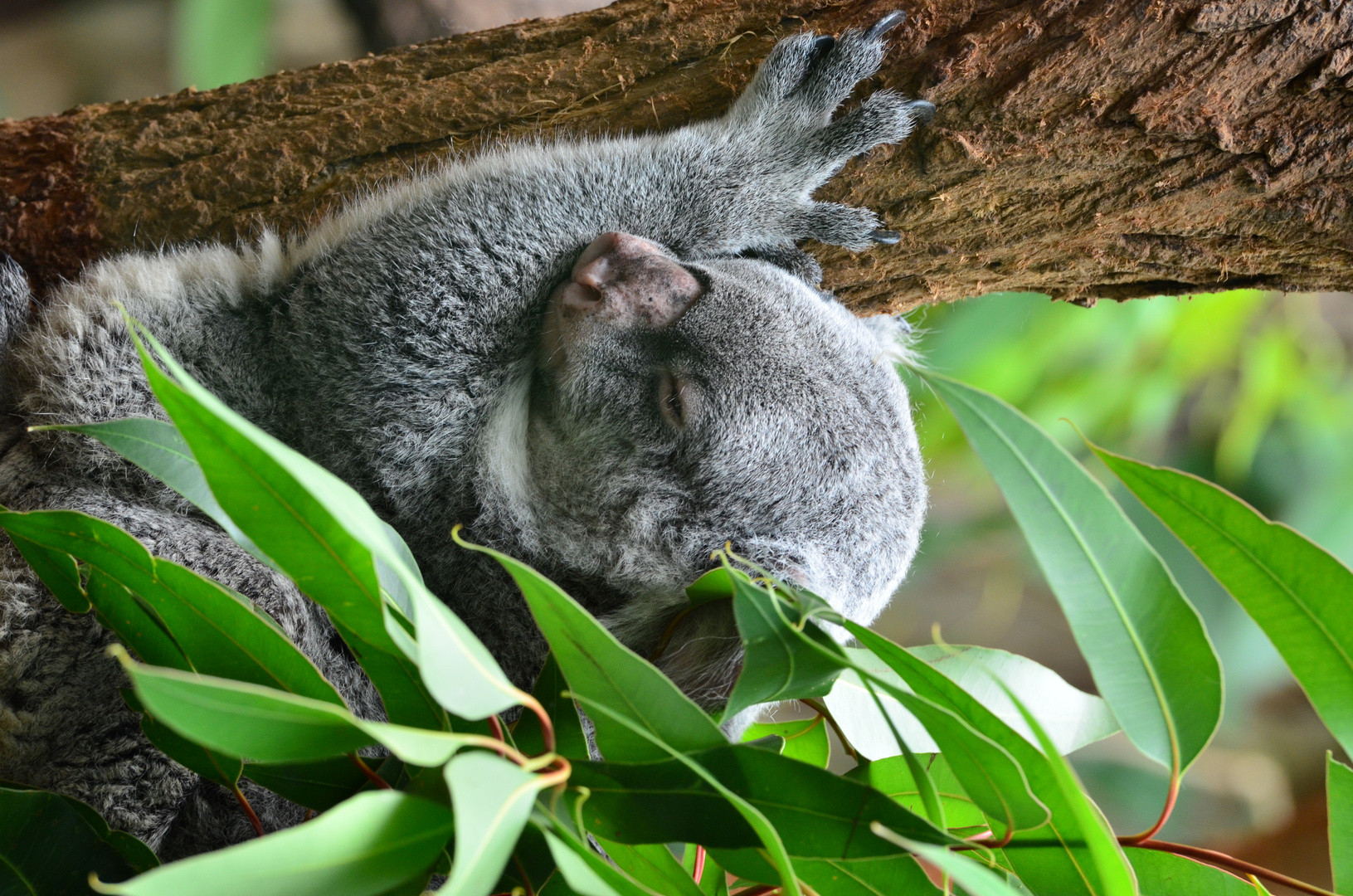 Koala Bär / Duisburg