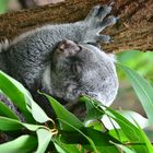 Koala Bär / Duisburg