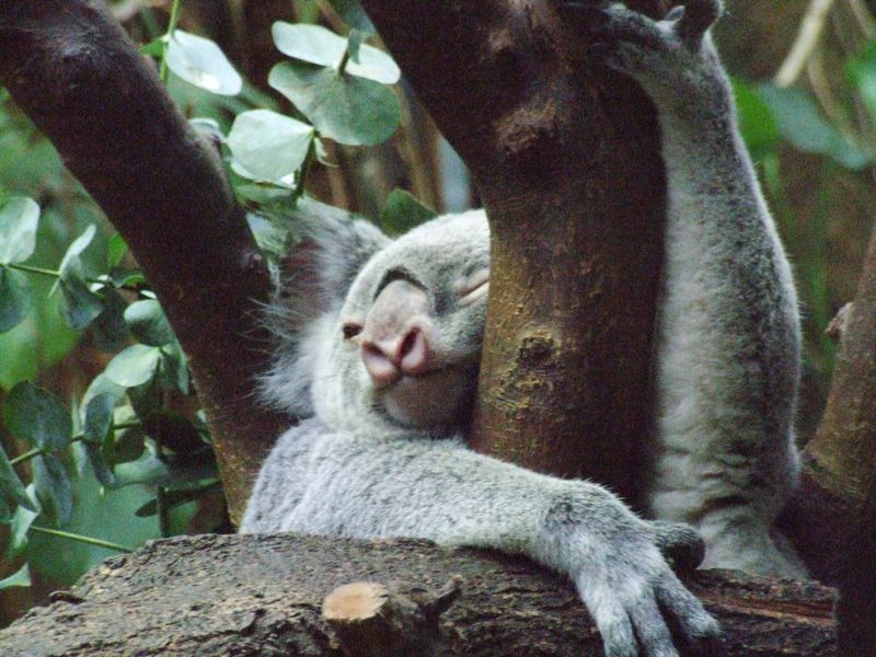 Koala-Bär im Duisburger Zoo