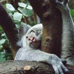 Koala-Bär im Duisburger Zoo