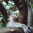 Koala-Bär im Duisburger Zoo