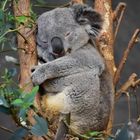 Koala Bärchen