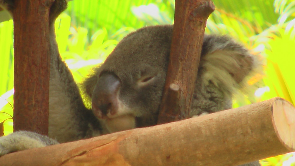 Koala