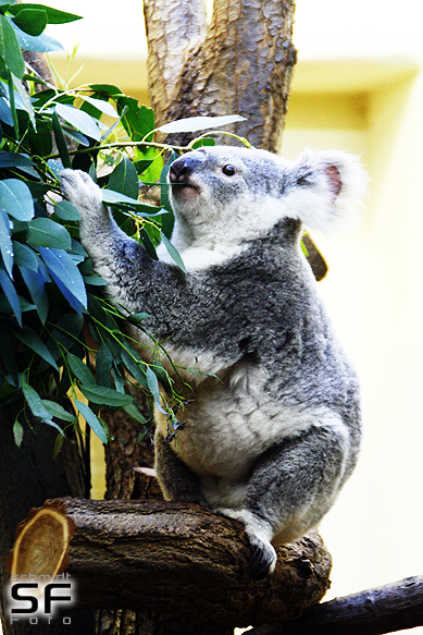 Koala beim essen