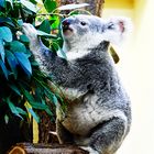 Koala beim essen