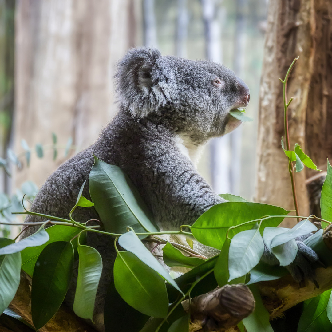 Koala beim Fressen